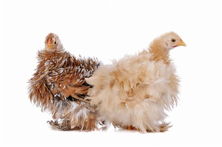 eriklam (artist) - Two chickens in front of a white background Stock Photo - Budget Royalty-Free & Subscription, Code: 400-05709593