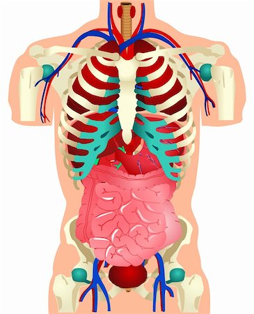 Vector illustration of human organs Stock Photo - Budget Royalty-Free & Subscription, Code: 400-05700741