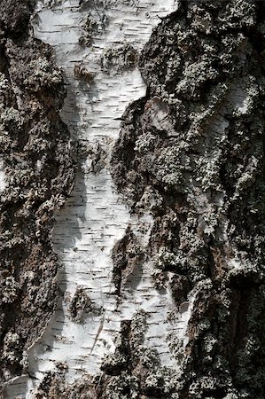 peeling bark - Bark of birch in the cracks texture Stock Photo - Budget Royalty-Free & Subscription, Code: 400-05700944