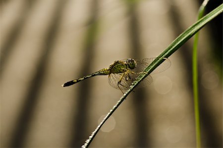 simsearch:400-04710191,k - dragonfly in garden or in green nature Stock Photo - Budget Royalty-Free & Subscription, Code: 400-05700978