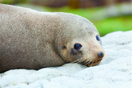 simsearch:700-00164988,k - A Hooker's Seal Lion resting on a rock on the New Zealand coast. Stock Photo - Budget Royalty-Free & Subscription, Code: 400-05701483