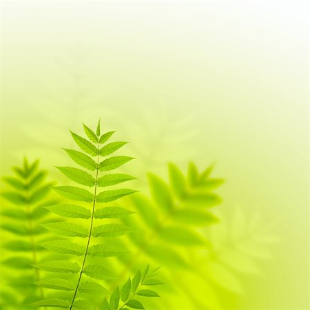 simsearch:400-04701752,k - Fern leaves in sunny day Photographie de stock - Aubaine LD & Abonnement, Code: 400-05703267
