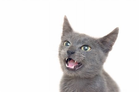 Angry grey cat with yellow-green eyes and opened mouth Stock Photo - Budget Royalty-Free & Subscription, Code: 400-05703271