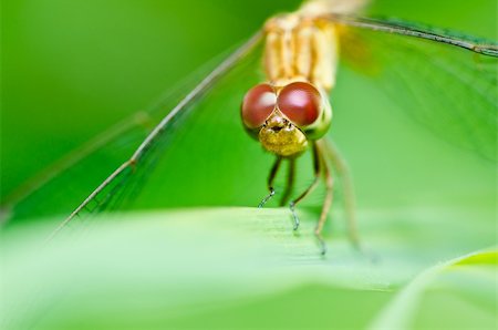 simsearch:400-04710191,k - dragonfly in garden or in green nature Stock Photo - Budget Royalty-Free & Subscription, Code: 400-05714384