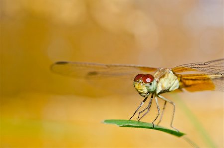simsearch:400-04710191,k - dragonfly in garden or in green nature Stock Photo - Budget Royalty-Free & Subscription, Code: 400-05714393