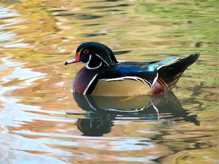 drake - a shot of a wood duck on the water Stock Photo - Budget Royalty-Free & Subscription, Code: 400-05714673