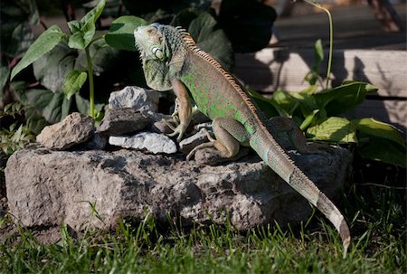 Green Iguana creeping on the stone in garden Stock Photo - Budget Royalty-Free & Subscription, Code: 400-05715151