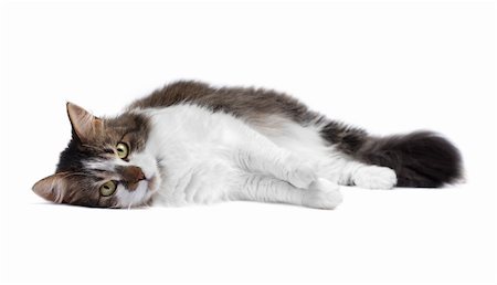 Beautiful cat isolated over white background Stock Photo - Budget Royalty-Free & Subscription, Code: 400-05715431