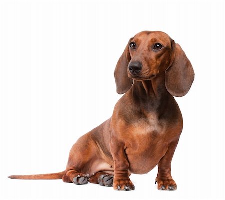 short haired Dachshund Dog isolated over white background Stock Photo - Budget Royalty-Free & Subscription, Code: 400-05715433