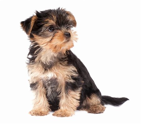 Yorkshire Terrier puppy isolated over white background Stock Photo - Budget Royalty-Free & Subscription, Code: 400-05715443