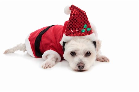 A white maltese terrier wearing a red santa suit and lying down on floor. Stock Photo - Budget Royalty-Free & Subscription, Code: 400-05715797