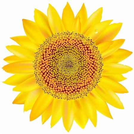 simsearch:400-05671297,k - Beautiful Sunflower, Isolated On White Background, Vector Illustration Stock Photo - Budget Royalty-Free & Subscription, Code: 400-05715922