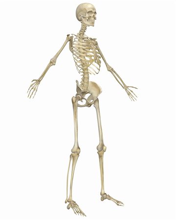 A angled front view illustration of the human skeletal anatomy. Very educational and detailed. Stock Photo - Budget Royalty-Free & Subscription, Code: 400-05715951