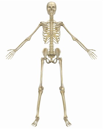 A front view illustration of the human skeletal anatomy. Very educational and detailed. Foto de stock - Super Valor sin royalties y Suscripción, Código: 400-05715953