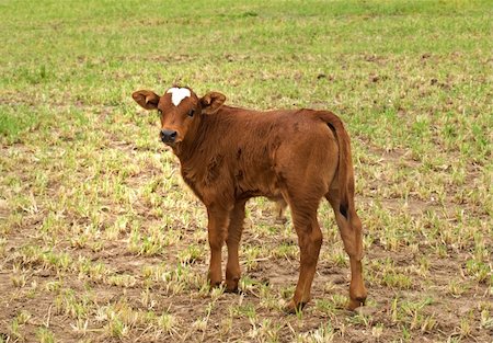 simsearch:400-05323136,k - spring time young brown calf australian beef cattle Foto de stock - Super Valor sin royalties y Suscripción, Código: 400-05716652