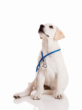 simsearch:400-04181579,k - Beautiful labrador retriever with a stethoscope on his neck, isolated on white Stock Photo - Budget Royalty-Free & Subscription, Code: 400-05717515