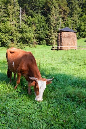 simsearch:400-05719580,k - Haystack and cow on summer morning mountainside (Carpathian, Ukraine) Photographie de stock - Aubaine LD & Abonnement, Code: 400-05719580