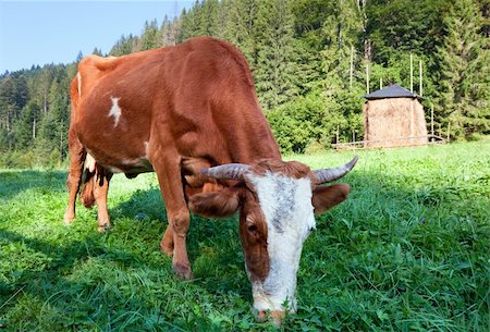simsearch:400-05719580,k - Haystack and cow on misty morning mountainside (Carpathian, Ukraine) Photographie de stock - Aubaine LD & Abonnement, Code: 400-05719582