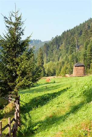 simsearch:400-05719580,k - Two cows grazing on summer morning meadow (Carpathian, Ukraine) Photographie de stock - Aubaine LD & Abonnement, Code: 400-05719583