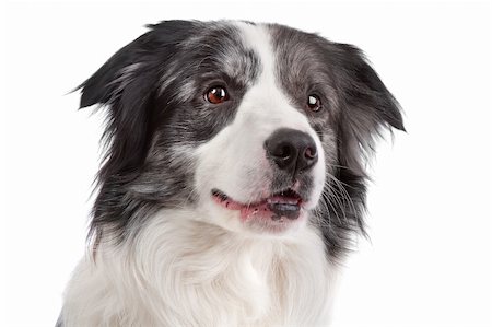 simsearch:400-05711347,k - Border Collie sheepdog in front of a white background Foto de stock - Super Valor sin royalties y Suscripción, Código: 400-05711335