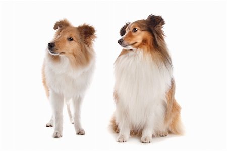 simsearch:400-05711347,k - Shetland sheepdog in front of a white background Foto de stock - Super Valor sin royalties y Suscripción, Código: 400-05711344