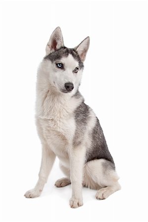 simsearch:400-05724489,k - Siberian Husky puppy in front of a white background Stock Photo - Budget Royalty-Free & Subscription, Code: 400-05711356