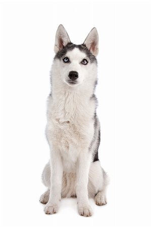simsearch:400-05724489,k - Siberian Husky puppy in front of a white background Stock Photo - Budget Royalty-Free & Subscription, Code: 400-05711359