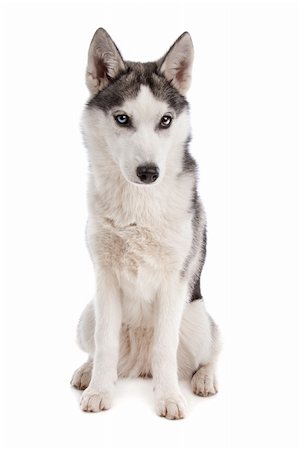 simsearch:400-05724489,k - Siberian Husky puppy in front of a white background Stock Photo - Budget Royalty-Free & Subscription, Code: 400-05711360