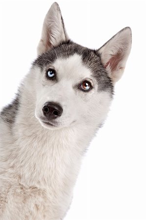 simsearch:400-05724489,k - Siberian Husky puppy in front of a white background Stock Photo - Budget Royalty-Free & Subscription, Code: 400-05711361