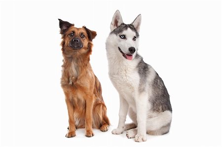 simsearch:400-05724489,k - Siberian Husky puppy and a mixed breed dog in front of a white background Stock Photo - Budget Royalty-Free & Subscription, Code: 400-05711363