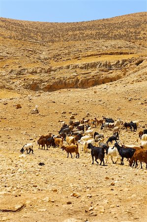 simsearch:400-05745462,k - Herd of Goats Grazing in the Mountains of Samaria, Israel Stock Photo - Budget Royalty-Free & Subscription, Code: 400-05711415