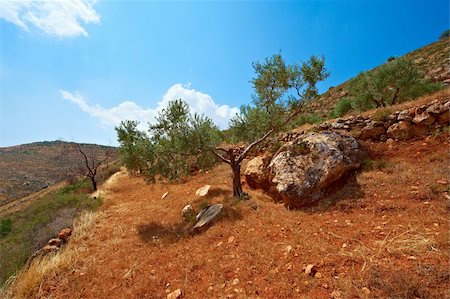 Olive Grove on the Slopes of the Mountains of Samaria, Israel Stock Photo - Budget Royalty-Free & Subscription, Code: 400-05711421