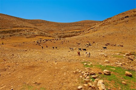 Herd of Goats Grazing in the Mountains of Samaria, Israel Stock Photo - Budget Royalty-Free & Subscription, Code: 400-05711643