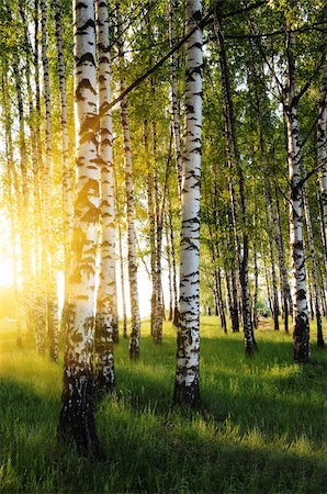 flower tree sunrise - birch trees in a summer forest in evening Stock Photo - Budget Royalty-Free & Subscription, Code: 400-05711753