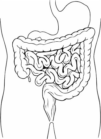 Human internal digestive system Stock Photo - Budget Royalty-Free & Subscription, Code: 400-05712998