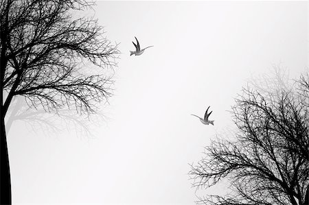 Abstract trees and birds background Stock Photo - Budget Royalty-Free & Subscription, Code: 400-05713227