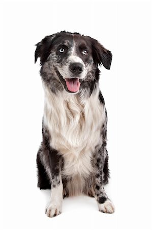 simsearch:400-05724489,k - Australian Shepherd in front of a white background Stock Photo - Budget Royalty-Free & Subscription, Code: 400-05713943