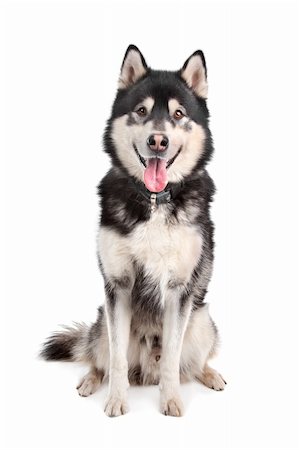 simsearch:400-05711347,k - Alaskan Malamute in front of a white background Foto de stock - Super Valor sin royalties y Suscripción, Código: 400-05713964