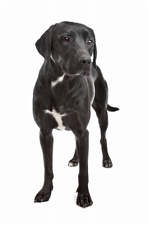 mixed breed dog in front of a white background Stock Photo - Budget Royalty-Free & Subscription, Code: 400-05713968