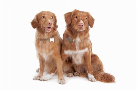 simsearch:400-06107809,k - two Nova Scotia Duck Tolling Retriever dogs in front of a white background Stock Photo - Budget Royalty-Free & Subscription, Code: 400-05713976