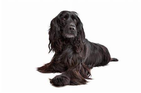 English Cocker Spaniel in front of a white background Stock Photo - Budget Royalty-Free & Subscription, Code: 400-05713995