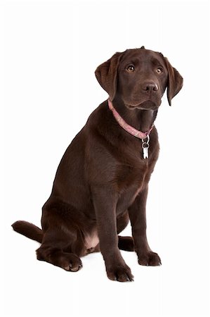 Chocolate Labrador in front of a white background Stock Photo - Budget Royalty-Free & Subscription, Code: 400-05724465