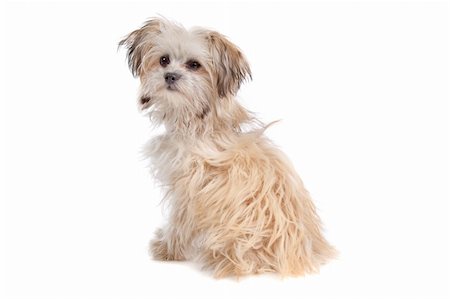 mixed breed mutt in front of a white background Stock Photo - Budget Royalty-Free & Subscription, Code: 400-05724461