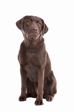 Chocolate Labrador in front of a white background Stock Photo - Budget Royalty-Free & Subscription, Code: 400-05724479