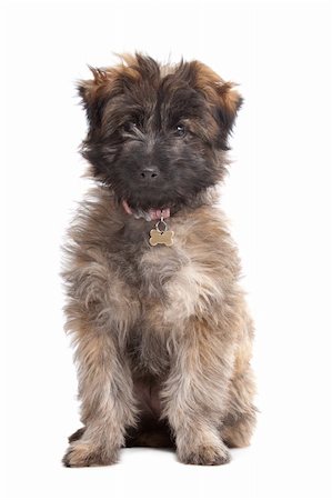 simsearch:400-05724489,k - Pyrenean Shepherd puppy in front of a white background Stock Photo - Budget Royalty-Free & Subscription, Code: 400-05724473