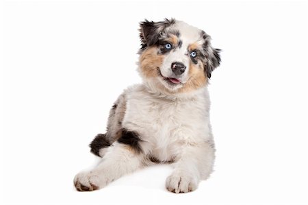 simsearch:400-05724489,k - Australian Shepherd in front of a white background Stock Photo - Budget Royalty-Free & Subscription, Code: 400-05724485