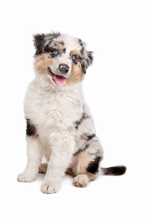 simsearch:400-05724489,k - Australian Shepherd in front of a white background Stock Photo - Budget Royalty-Free & Subscription, Code: 400-05724487