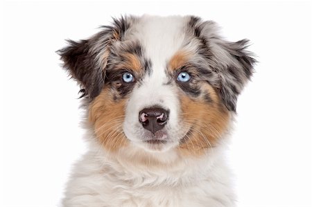 simsearch:400-06107809,k - Australian Shepherd in front of a white background Stock Photo - Budget Royalty-Free & Subscription, Code: 400-05724488