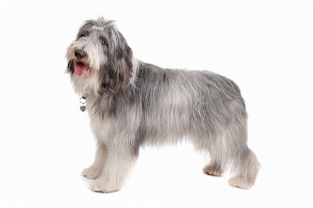 simsearch:400-05711347,k - bearded collie in front of a white background Foto de stock - Super Valor sin royalties y Suscripción, Código: 400-05724490