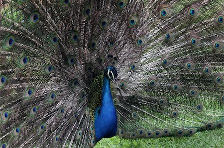 simsearch:400-05725990,k - The bird peacock peafowl with his tail feathers Stock Photo - Budget Royalty-Free & Subscription, Code: 400-05725990